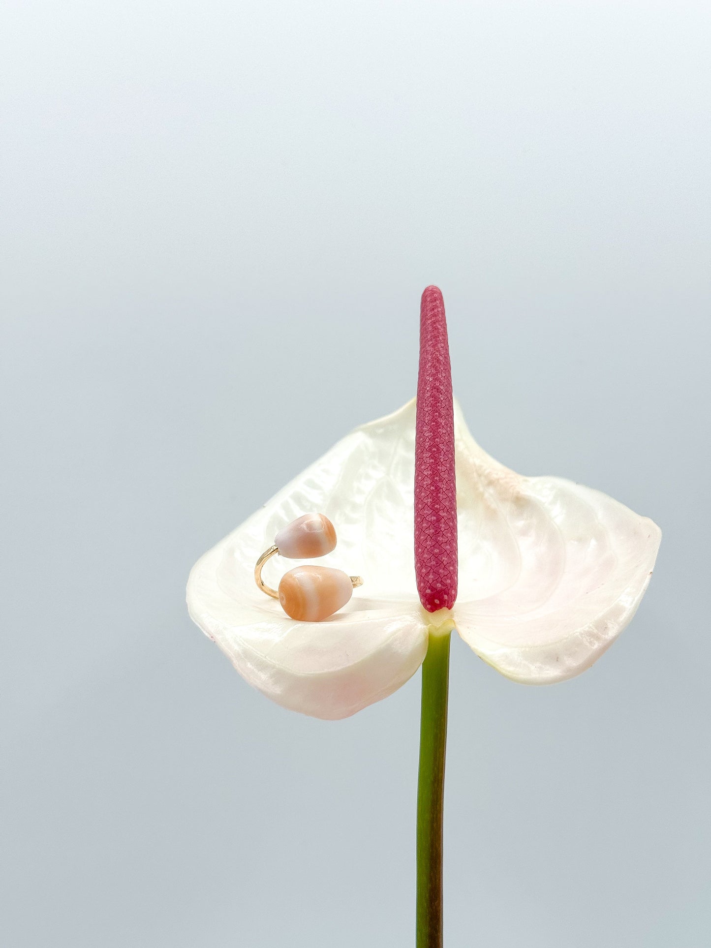 CONE SHELL BYPASS RING Navea Maui